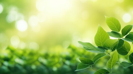 green leaves on a sunny day with glowing sunlight background