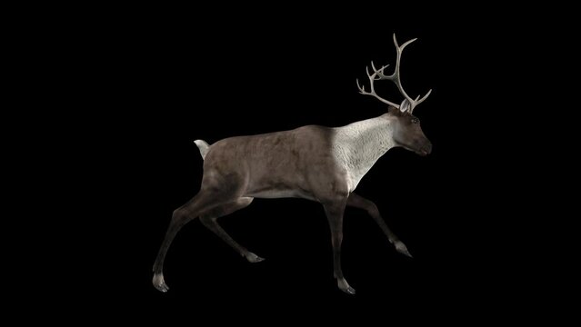 Wild Reindeer- Run Loop - Side View - Realistic 3D animation with alpha channel isolated on transparent background 