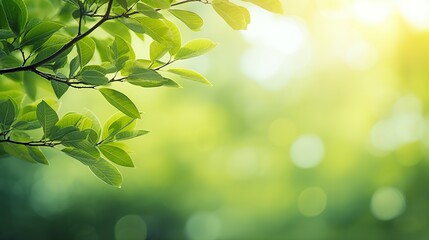 Naklejka premium green leaves on a sunny day background
