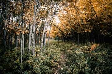 Naklejka premium autumn in the woods