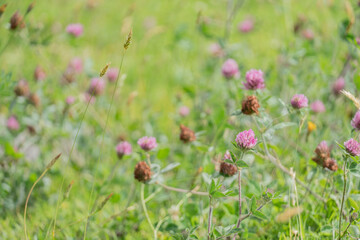 flowers in the garden