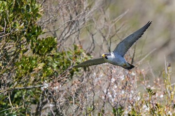 満開の山桜をバックに悠然と飛ぶハヤブサ成鳥