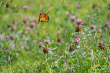 flowers in the garden green and colors