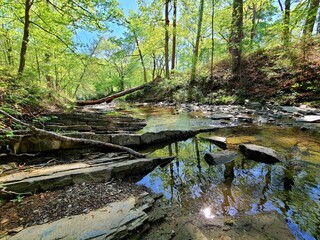 river in the forest