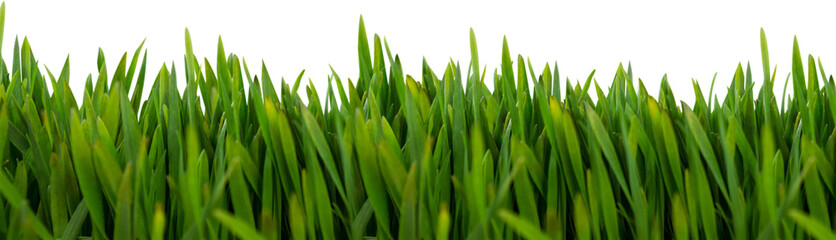 Fototapeta na wymiar Digital png illustration of green grass on transparent background