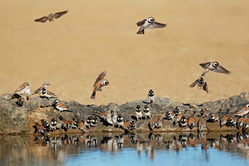 Cape sparrows (Passer melanurus) drinking at a waterhole, Kalahari desert, South Africa.