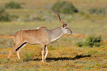 Male kudu antelope (Tragelaphus strepsiceros) walking in natural habitat, Addo Elephant National Park, South Africa.