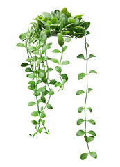 Hanging vine plant succulent leaves of Dischidia, indoor houseplant isolated on transparent background.