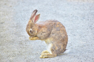 大久野島　うさぎ　兎