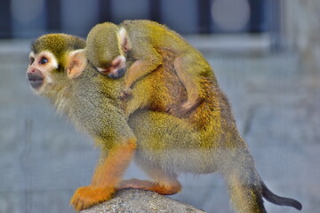 福山市立動物園　サル　猿