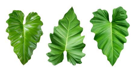 Philodendron large jungle leaf isolated on transparent background