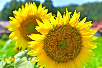 島根県　益田市　向日葵　ヒマワリ