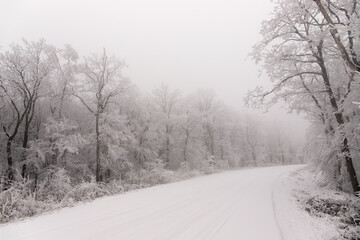 Trees covered with white snow.