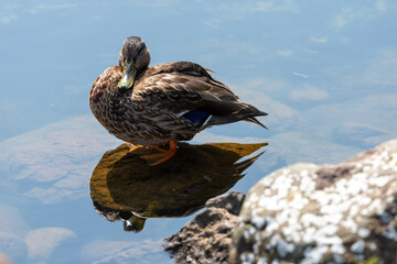 duck on the water