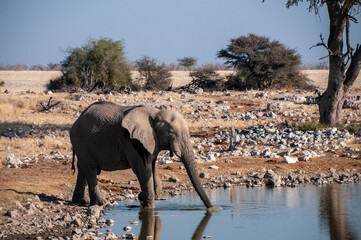 Obraz premium Telephoto shot of one giant African Elephant -Loxodonta Africana- drinking from a waterhole in Etosha National Park, Namibia.