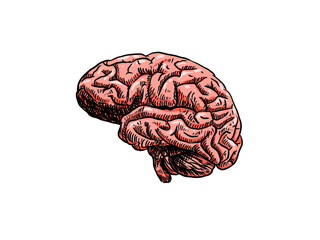 human brain anatomy model with drawing style
