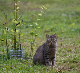 Naklejka na ściany i meble A gray tabby cat is sitting on the grass near a sapling