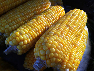 Fresh sweet corns close up.