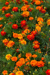 Natural floral background of bright fresh blooming marigolds. Top view of yellow, orange, red flowers in a flower bed in the garden. Shallow depth of field. Summer or early autumn backdrop