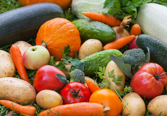 Edible background of mix freshly picked vegetables: cucumbers, pumpkin, zucchini, potatoes,...