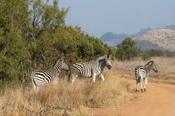 Fototapeta premium Three Zebras crossing a dirt road