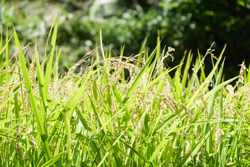 Rice field. Close-up of yellow rice seeds ripening and green leaves against a natural background