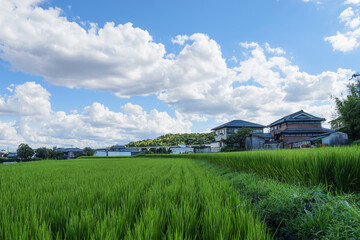 Fototapeta na wymiar Blue sky clouds of green grass in rice field