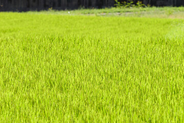 Young rice in the rice paddies. Not yet ready for harvest.