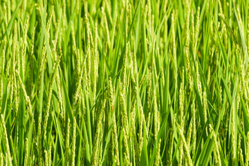 Fototapeta na wymiar Young rice in the rice paddies. Not yet ready for harvest.