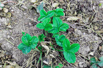Young strawberry shoots on a garden bed on an autumn day