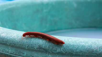 Lonely millipede crawls on old blue plastic bucket.