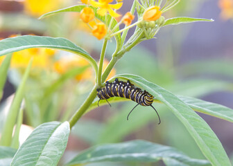 4th instar monarch butterfly caterpillar hanging upside down on a milkweed leaf, meticulously eating.