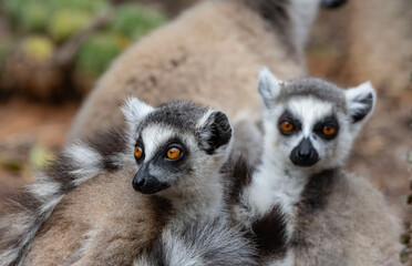 Obraz premium ring tailed lemur