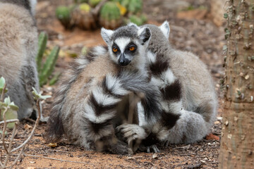 ring lemur