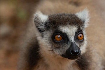 Obraz premium portrait of a lemur
