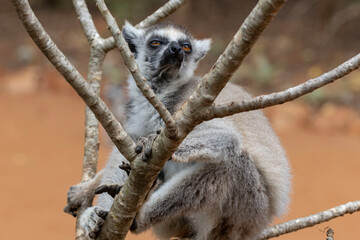 ring lemur