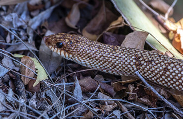 hog nosed snake