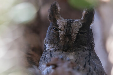 Madagascar scops owl