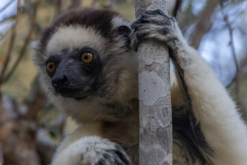 lemur on tree © Raphael