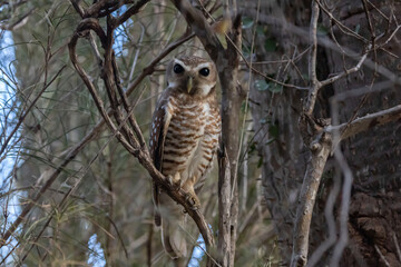 White browed owl