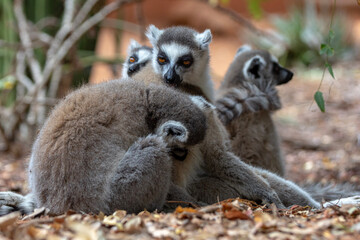ring lemur