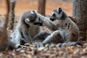 ring lemur © Raphael