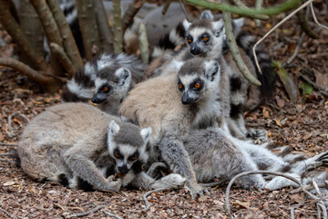 A group of ring tailed lemur sitting on the ground