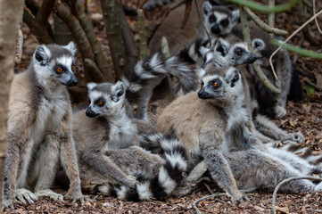 A group of ring tailed lemur sitting on the ground