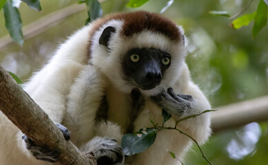 Obraz premium White sifaka lemur on tree