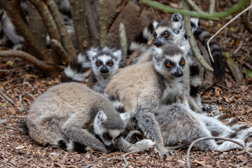 ring tailed lemur