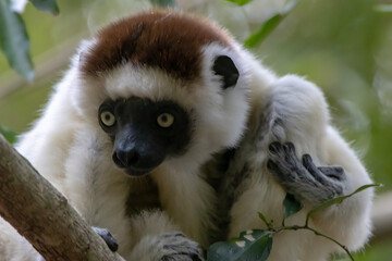 White sipaka lemur on tree