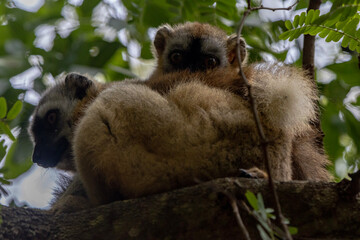 Brown lemur © Raphael