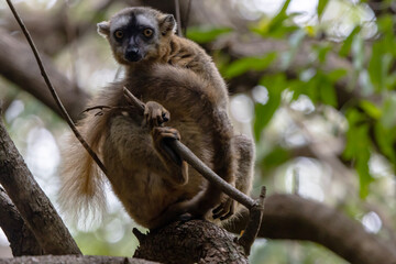 Brown lemur