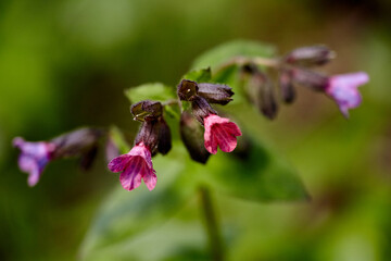 Close-up of blooming flowers Pulmonaria mollis in sunny spring day.